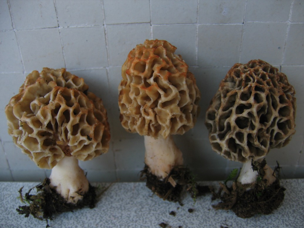 morchella....